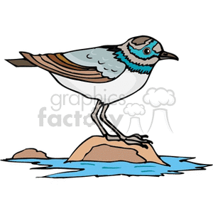 clipart - Colorful marine bird perched on rock.