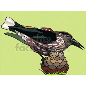 clipart - Thrush perched on pine cone.