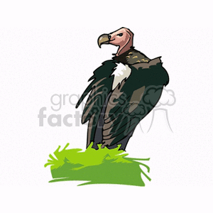 Vulture standing in grass looking around clipart. Royalty-free image # 130714