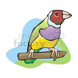 Zebra finch on a perch clipart. Royalty-free image # 130741