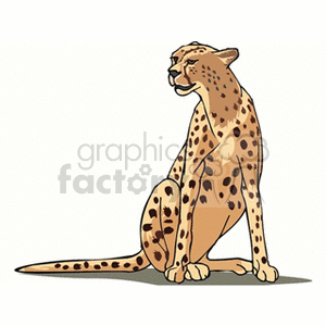Seated cheetah looking over its shoulder clipart. Royalty-free image # 131076