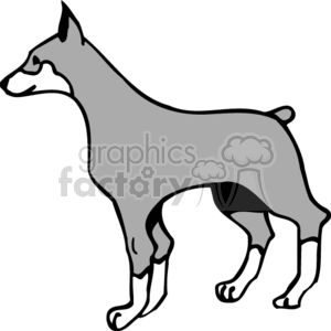   doberman dobermans dog dogs animals canine canines Clip Art Animals Dogs 