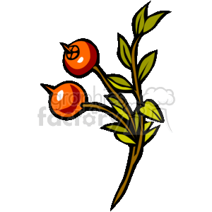 A Leaf and Berry Sprig  clipart. Royalty-free image # 145407