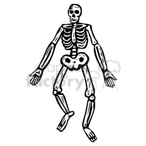  medical skeleton skeletons human humans bones   Healt20_bw Clip Art Medical 