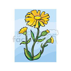arnica clipart. Royalty-free image # 151796