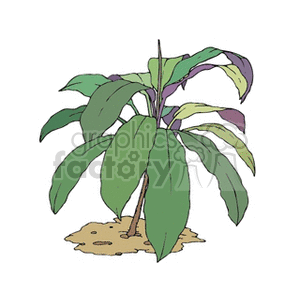 herb clipart. Commercial use image # 152067