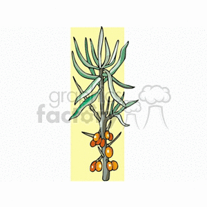 seabuckthorn2 clipart. Royalty-free image # 152314