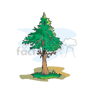 spruce clipart. Royalty-free image # 164048