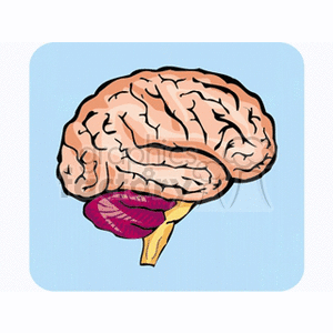 Human brain clipart. Commercial use image # 165278
