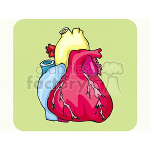   body muscle muscles anatomy heart hearts human  heart.gif Clip Art Science 
