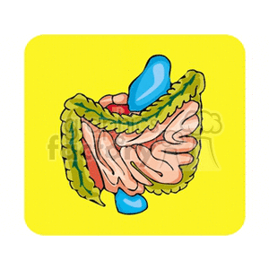 intestine clipart. Commercial use image # 165347