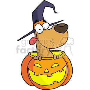 Halloween Dog in a Jack O Lantern
