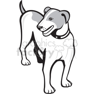 jack russell dog standing front ISO clipart.