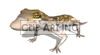 animated gecko clipart. Royalty-free image # 123606