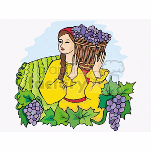 Lady harvesting grapes in a vineyard clipart. Royalty-free image # 128481