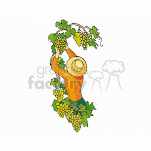 Woman harvesting grapes in a vineyard clipart. Royalty-free image # 128487