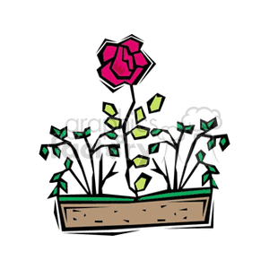 Single red rose grows out of flower box clipart.