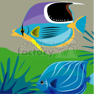 Two Beautiul Tropical Fish Swimming clipart. Commercial use image # 128821