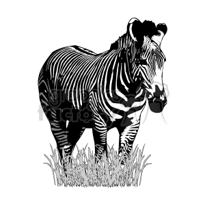 Zebra standing in a field of grass clipart. Commercial use image # 129060