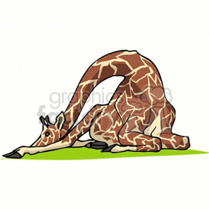 Resting giraffe  clipart.