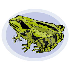 clipart - Large green frog with black markings.