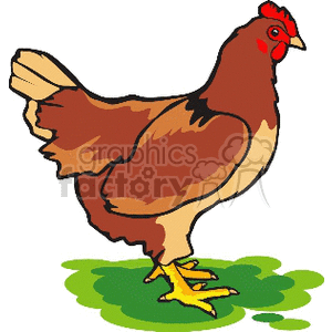 Common farm chicken animation. Royalty-free animation # 130275