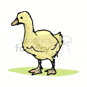 Fuzzy yellow duckling clipart. Royalty-free image # 130358
