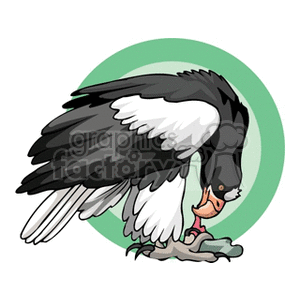 clipart - Turkey buzzard scavenging .