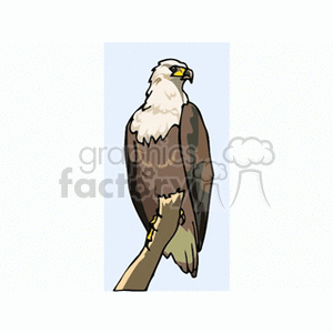 clipart - Great American Bald eagle perched on tree branch.