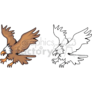 clipart - Bald eagle in midflight- black and white and color image.