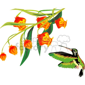 Green hummingbird and orange flowers clipart.