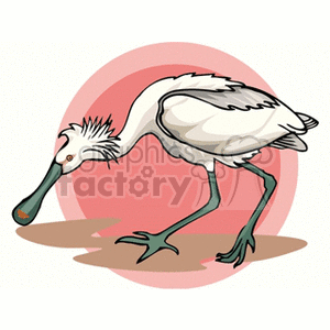 Royal spoonbill against a pink background