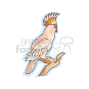 Peach cockatoo perched on limb animation. Commercial use animation # 130537