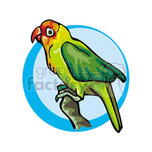 Colorful little Jenday conure parrot clipart. Commercial use image # 130539