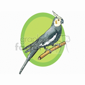 Gray cockatiel perched clipart. Commercial use image # 130541