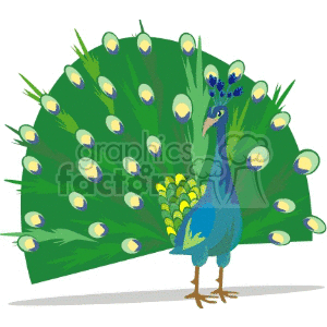 clipart - Peacock displaying its tail feathers.