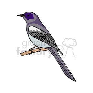 Gray and purple bird perched on a branch clipart. Commercial use image # 130581