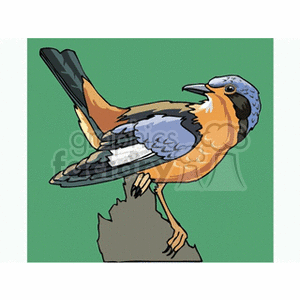Blue crested thrush against a green background clipart. Royalty-free image # 130681
