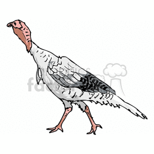 Side profile of a young turkey clipart. Commercial use image # 130707