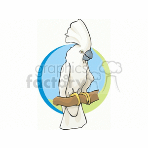 White umbrella cockatoo on branch clipart. Royalty-free image # 130722
