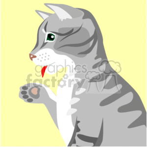 Close-up of gray tabby cat licking its paw clipart. Commercial use image # 130898