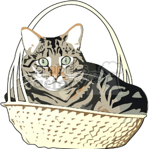 Enormous tabby cat in a basket