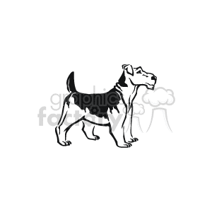 Animal_ss_bw_003 clipart. Royalty-free image # 131973