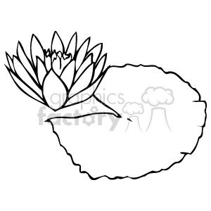 lotus in a pond clipart.