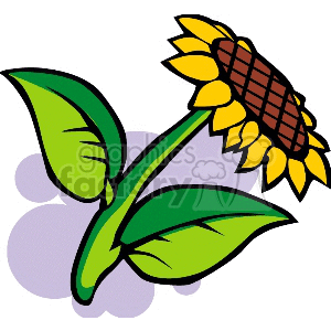 One yellow sunflower clipart. Commercial use image # 151597