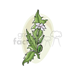 datura clipart. Commercial use image # 152008