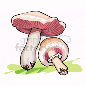 mushroom18