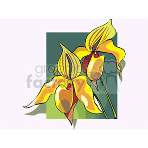 orchid12 clipart. Royalty-free image # 152249