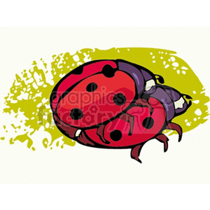 Two cuddling lady bugs clipart. Royalty-free image # 152589