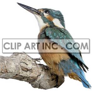  kingfisher king-fisher crested head fishes bird birds   2A1018lowres Photos Animals 
